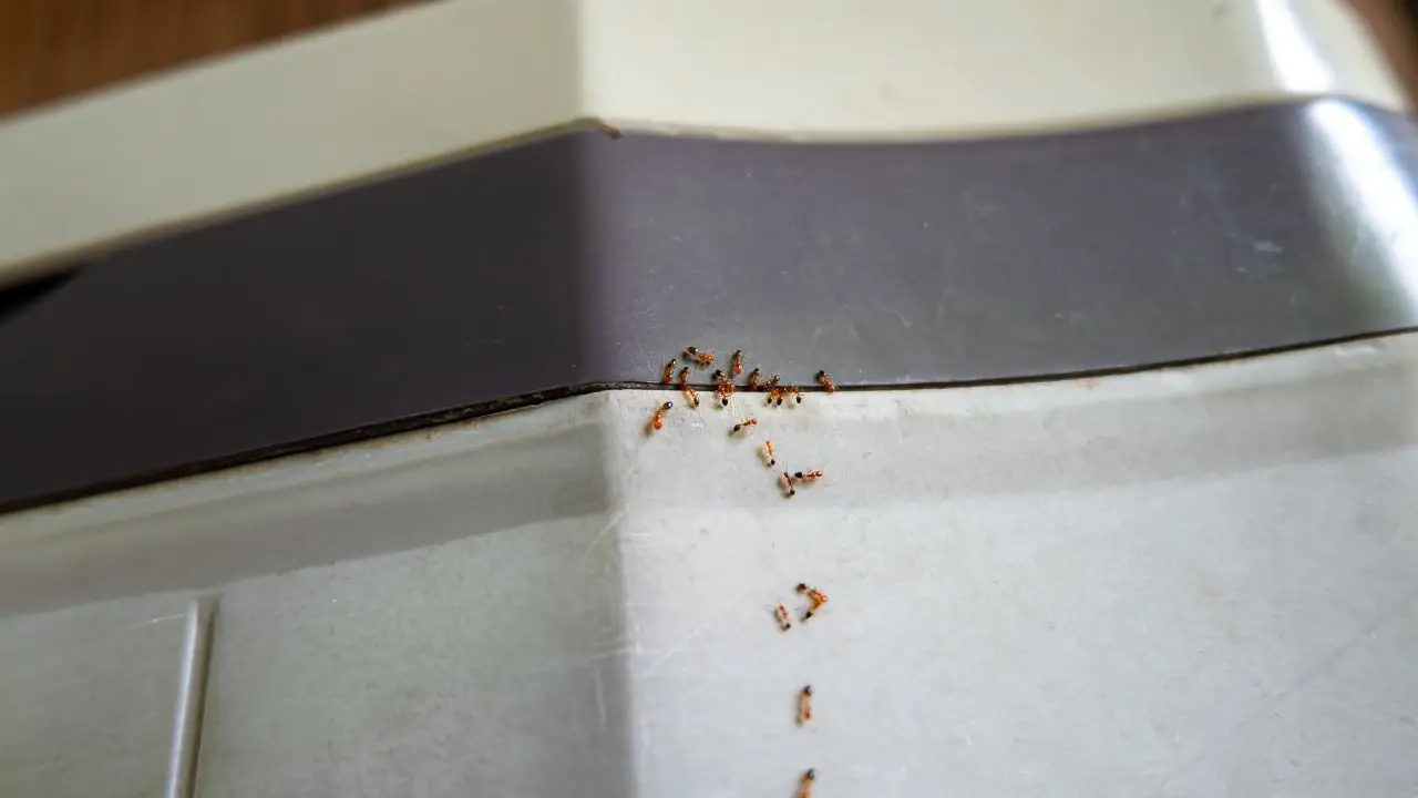 Allerta formiche volanti: quando arrivano e cosa fare subito Allerta formiche volanti: quando arrivano e cosa fare subito