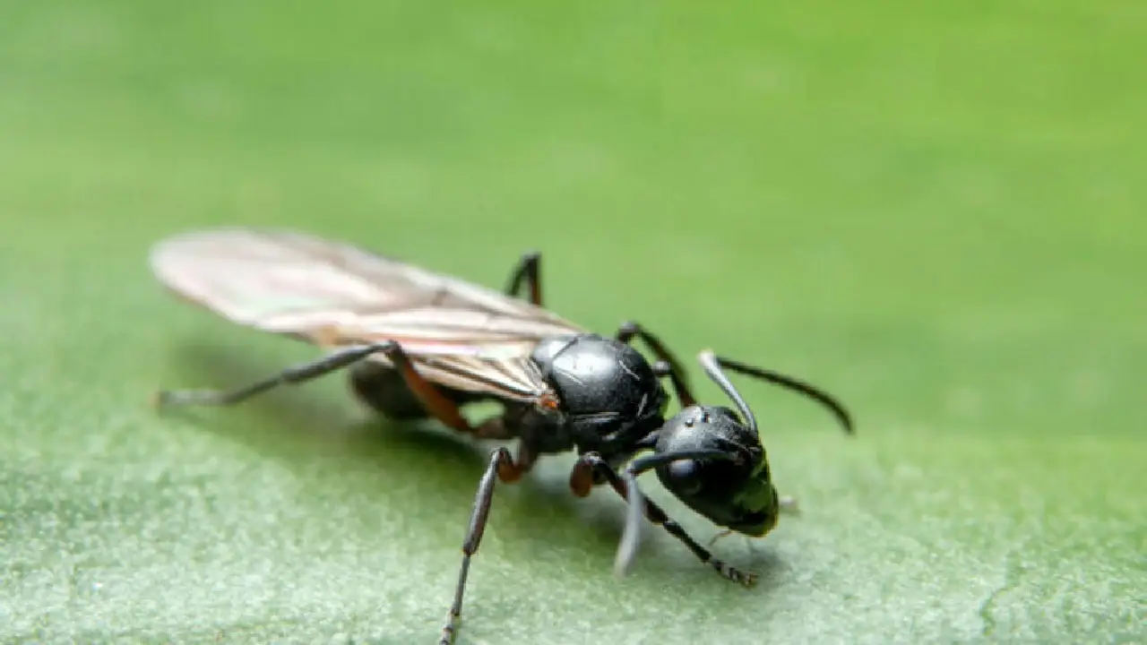 Allerta formiche volanti: quando arrivano e cosa fare subito Allerta formiche volanti: quando arrivano e cosa fare subito