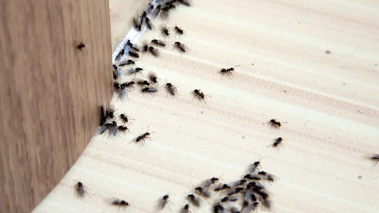 Allerta formiche volanti: quando arrivano e cosa fare subito Allerta formiche volanti: quando arrivano e cosa fare subito