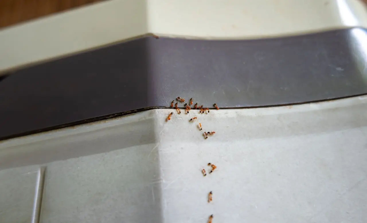 Allerta formiche volanti: quando arrivano e cosa fare subito Allerta formiche volanti: quando arrivano e cosa fare subito
