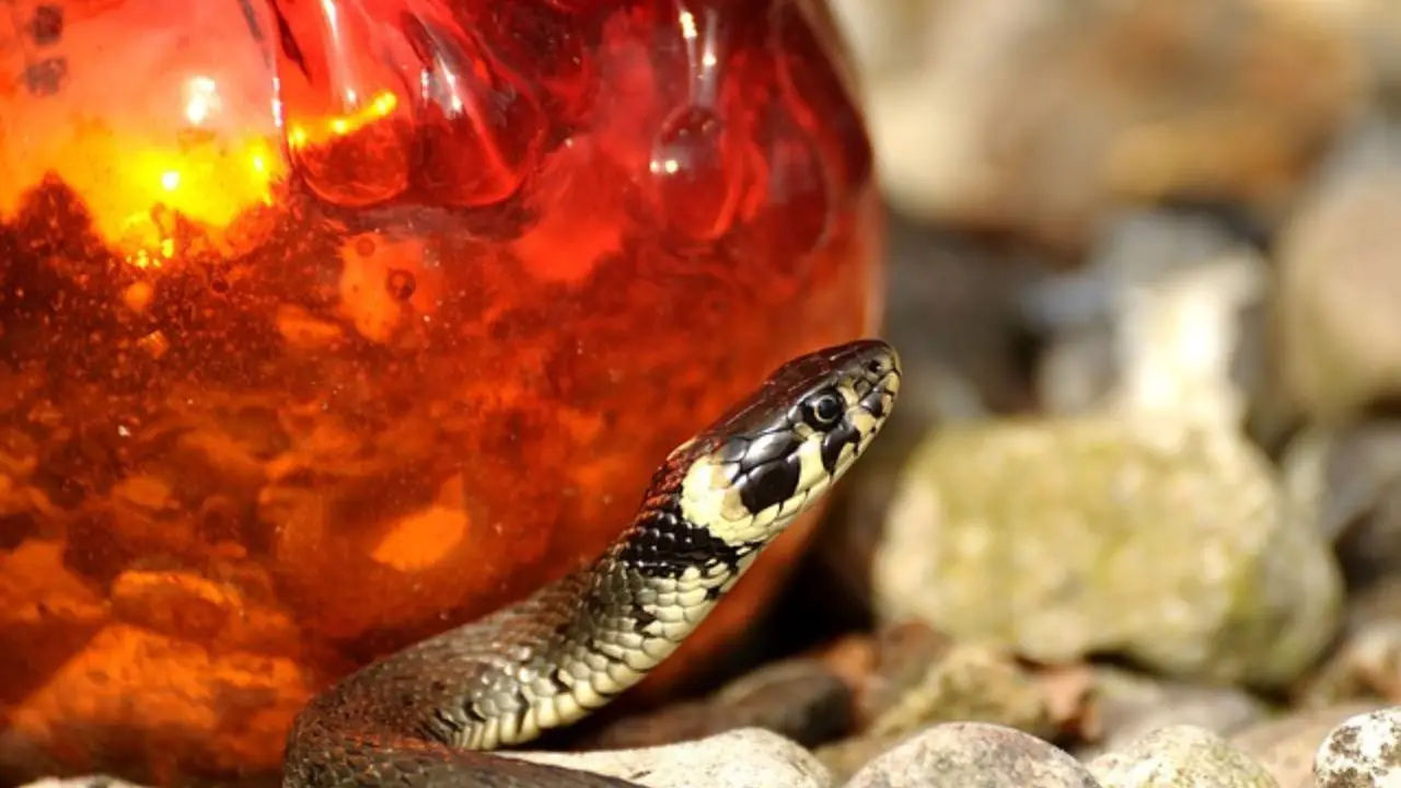 Ecco cosa attira le bisce in giardino e come evitarlo Ecco cosa attira le bisce in giardino e come evitarlo