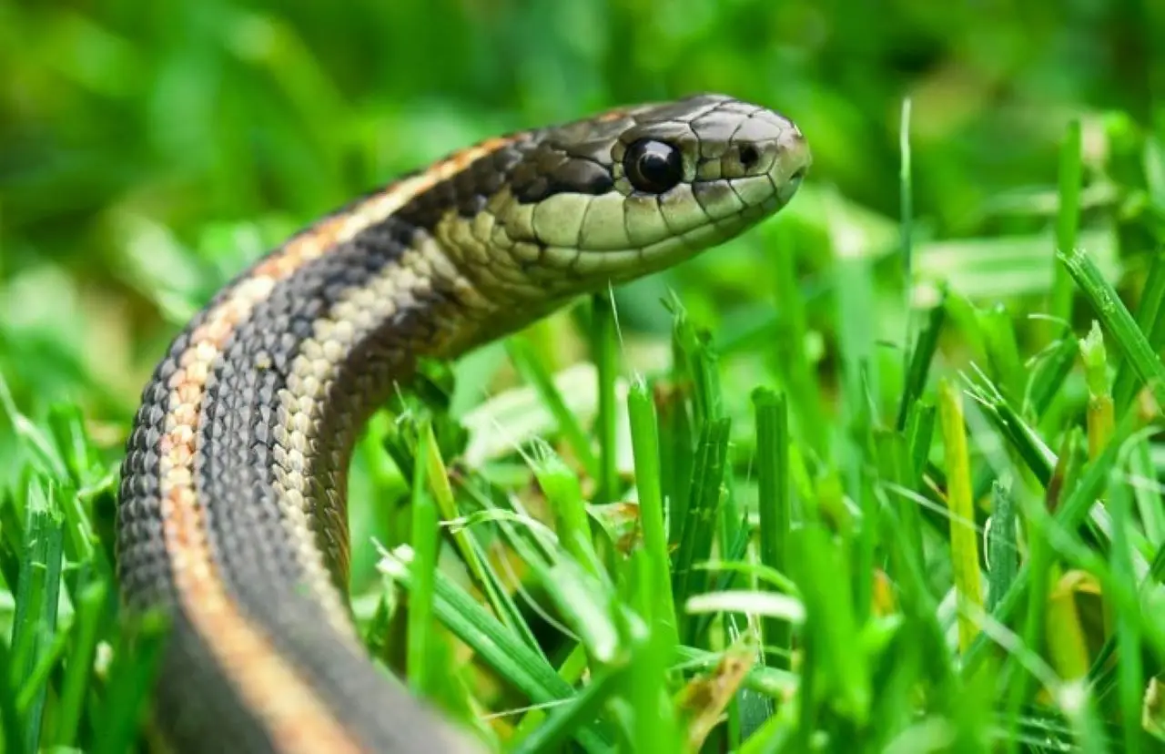 Ecco cosa attira le bisce in giardino e come evitarlo Ecco cosa attira le bisce in giardino e come evitarlo