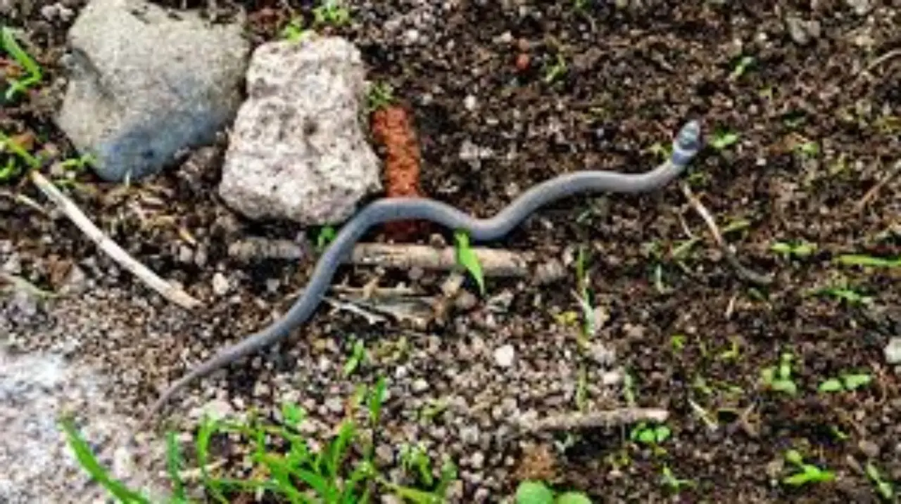 Ecco cosa attira le bisce in giardino e come evitarlo Ecco cosa attira le bisce in giardino e come evitarlo