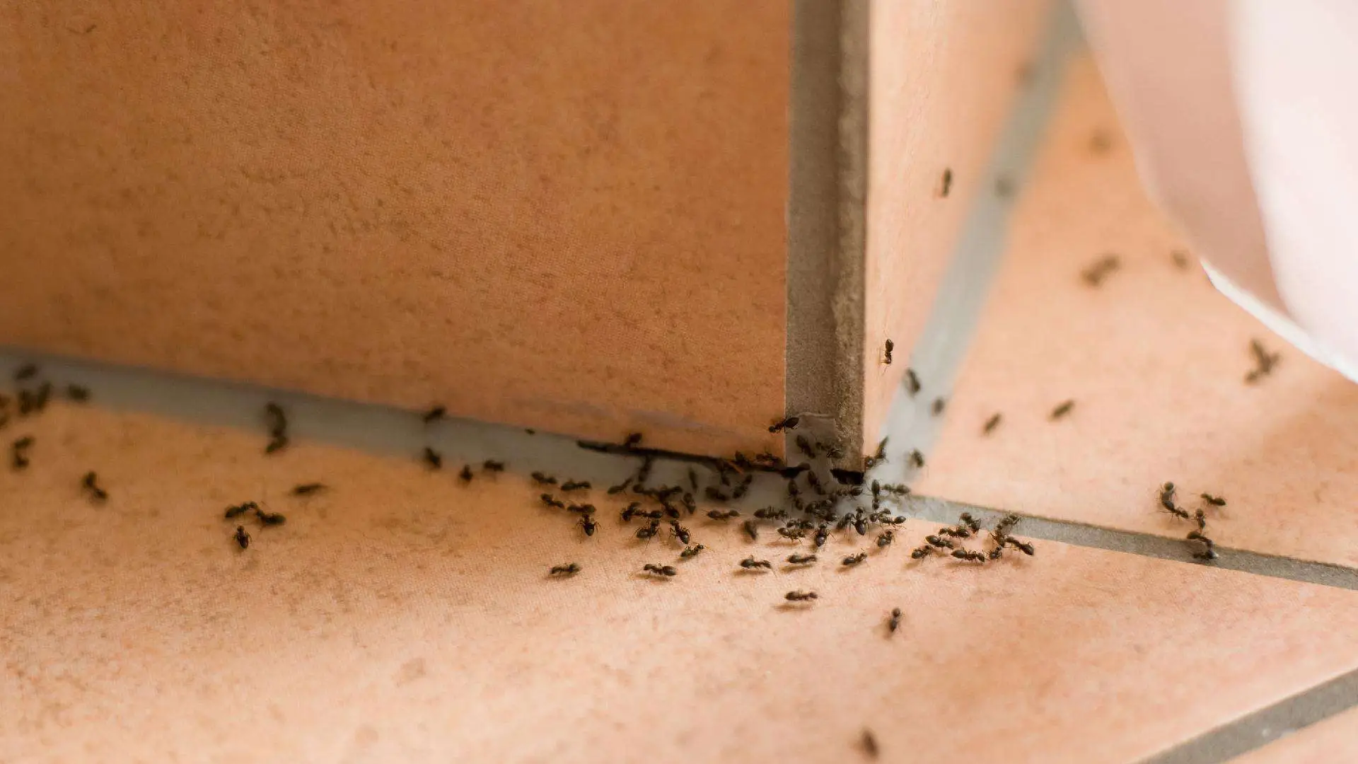 Formiche in casa? Il rimedio naturale che funziona davvero Formiche in casa? Il rimedio naturale che funziona davvero