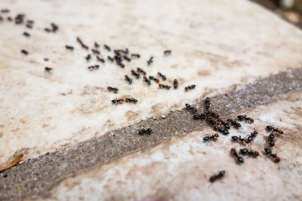 Formiche in casa? Il rimedio naturale che funziona davvero Formiche in casa? Il rimedio naturale che funziona davvero