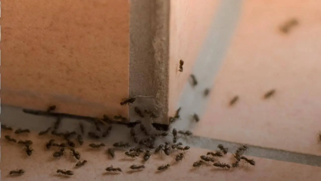 Formiche in casa? Il rimedio naturale che funziona davvero Formiche in casa? Il rimedio naturale che funziona davvero