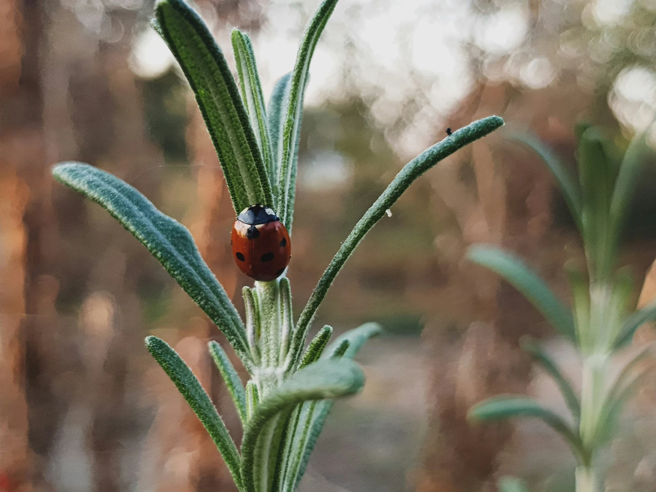 Insetti in giardino? La pianta che li tiene lontani tutto l’anno Insetti in giardino? La pianta che li tiene lontani tutto l’anno