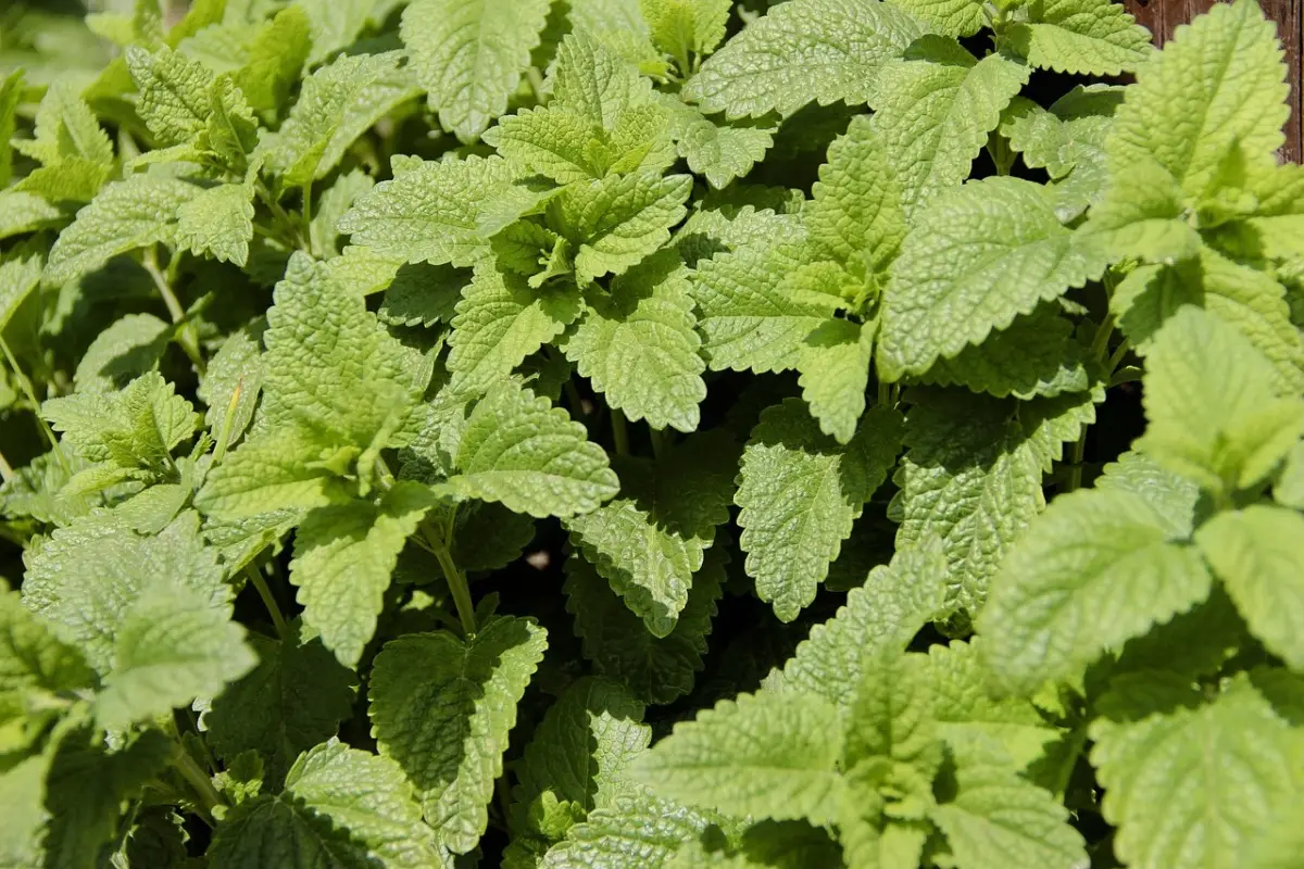 Insetti in giardino? La pianta che li tiene lontani tutto l’anno Insetti in giardino? La pianta che li tiene lontani tutto l’anno