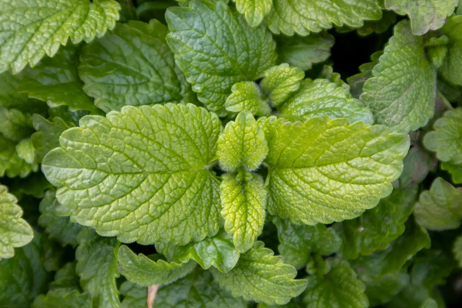 Insetti in giardino? La pianta che li tiene lontani tutto l’anno Insetti in giardino? La pianta che li tiene lontani tutto l’anno