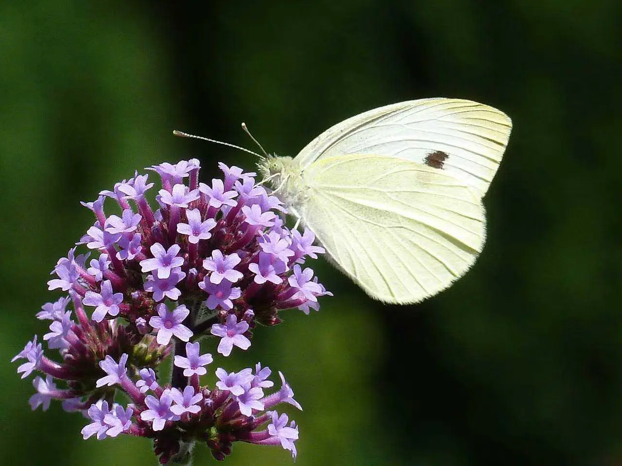 Insetti in giardino? La pianta che li tiene lontani tutto l’anno Insetti in giardino? La pianta che li tiene lontani tutto l’anno