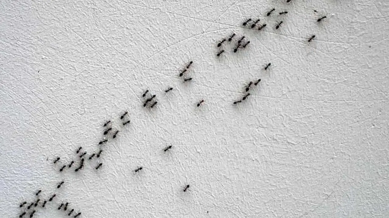 Formiche in balcone: ecco perché tornano sempre nello stesso punto Formiche in balcone: ecco perché tornano sempre nello stesso punto