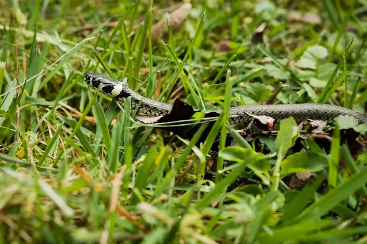 Attenzione a dove butti gli avanzi: possono attirare serpenti Attenzione a dove butti gli avanzi: possono attirare serpenti