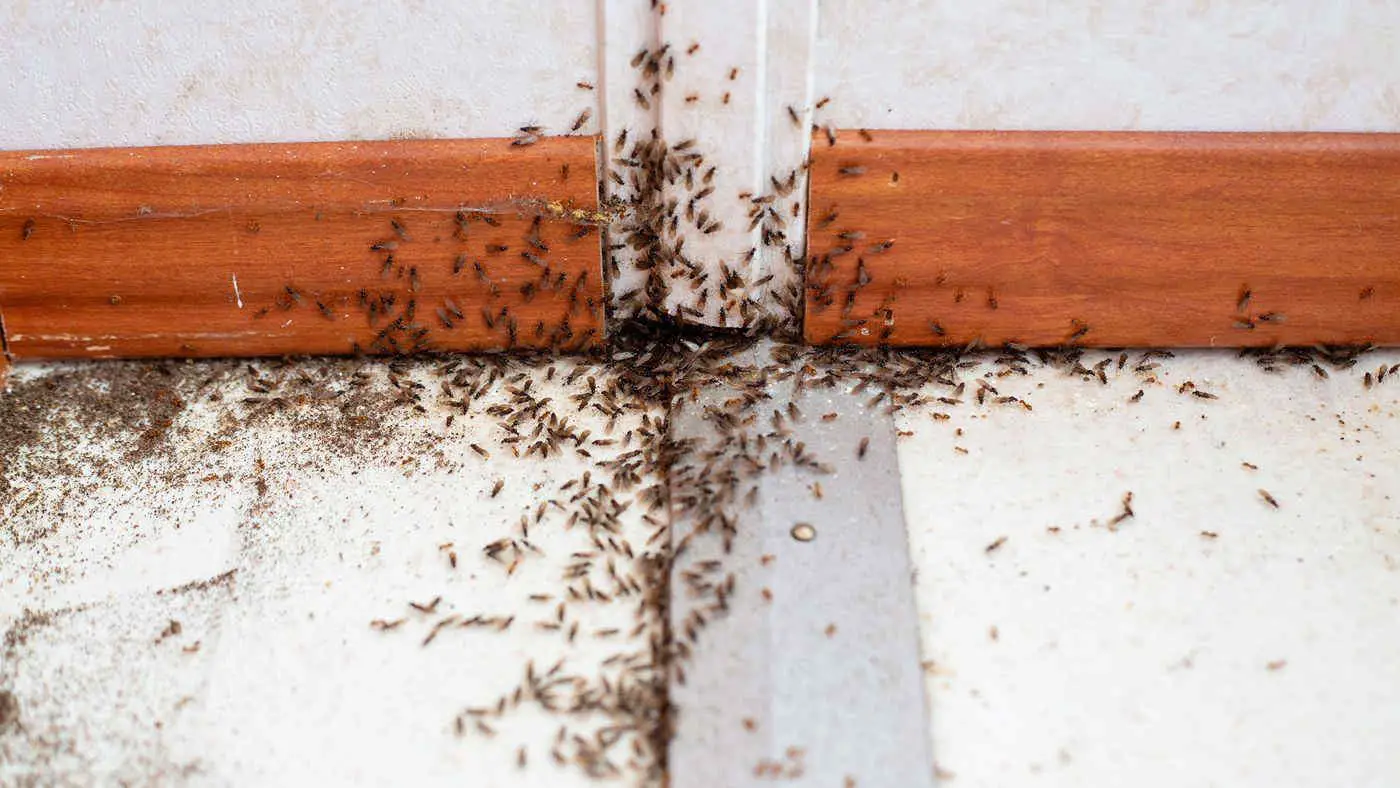 Cosa mettere sul pavimento per allontanare formiche e insetti Cosa mettere sul pavimento per allontanare formiche e insetti
