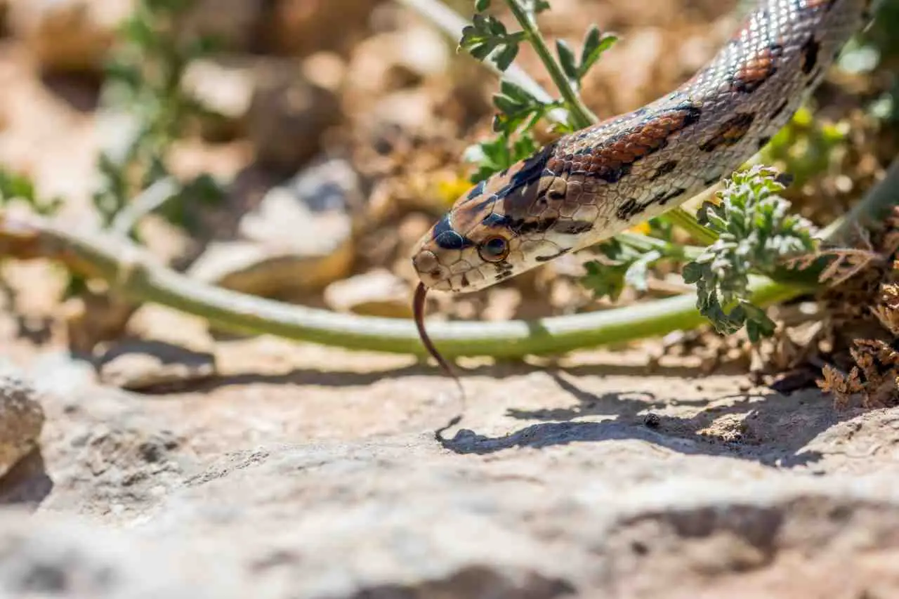 Non spruzzare questo in giardino: attira bisce e altri animali Non spruzzare questo in giardino: attira bisce e altri animali