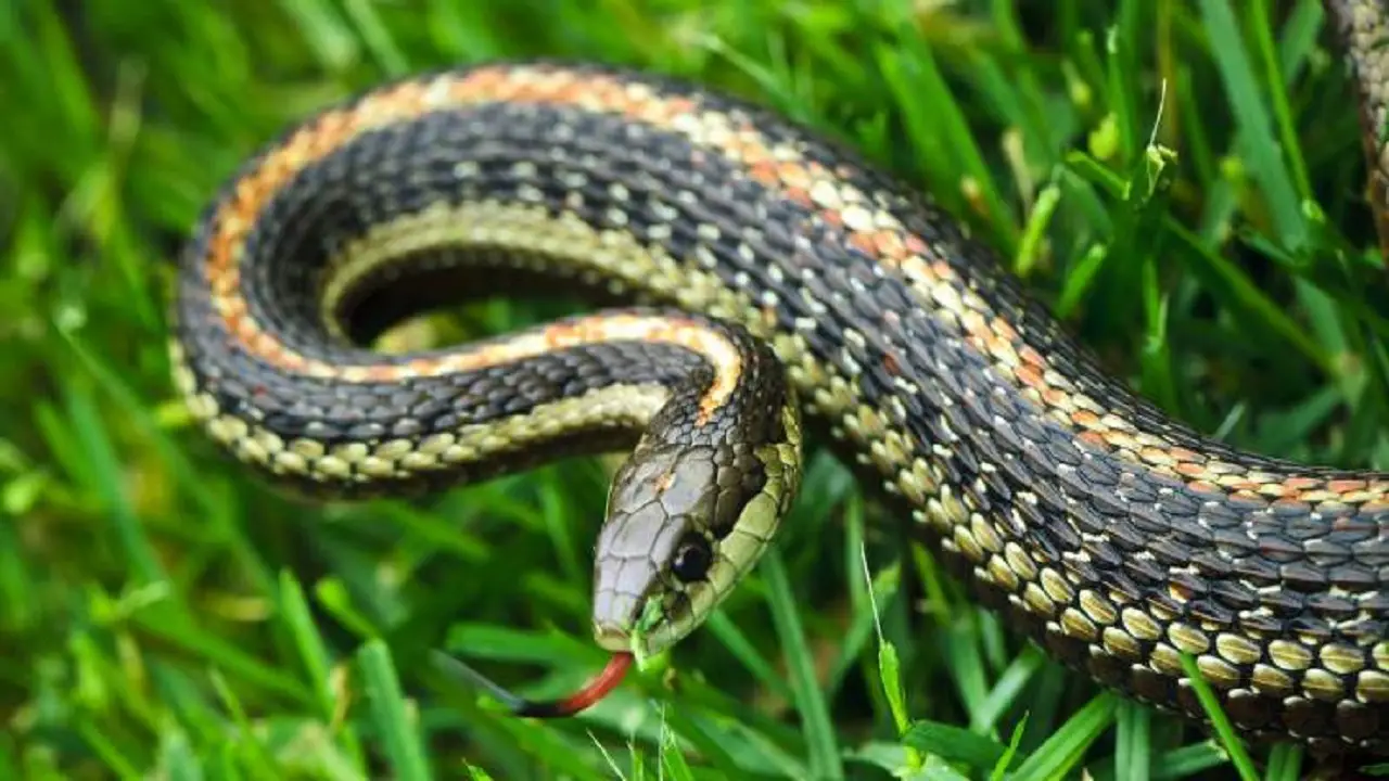 Non spruzzare questo in giardino: attira bisce e altri animali Non spruzzare questo in giardino: attira bisce e altri animali