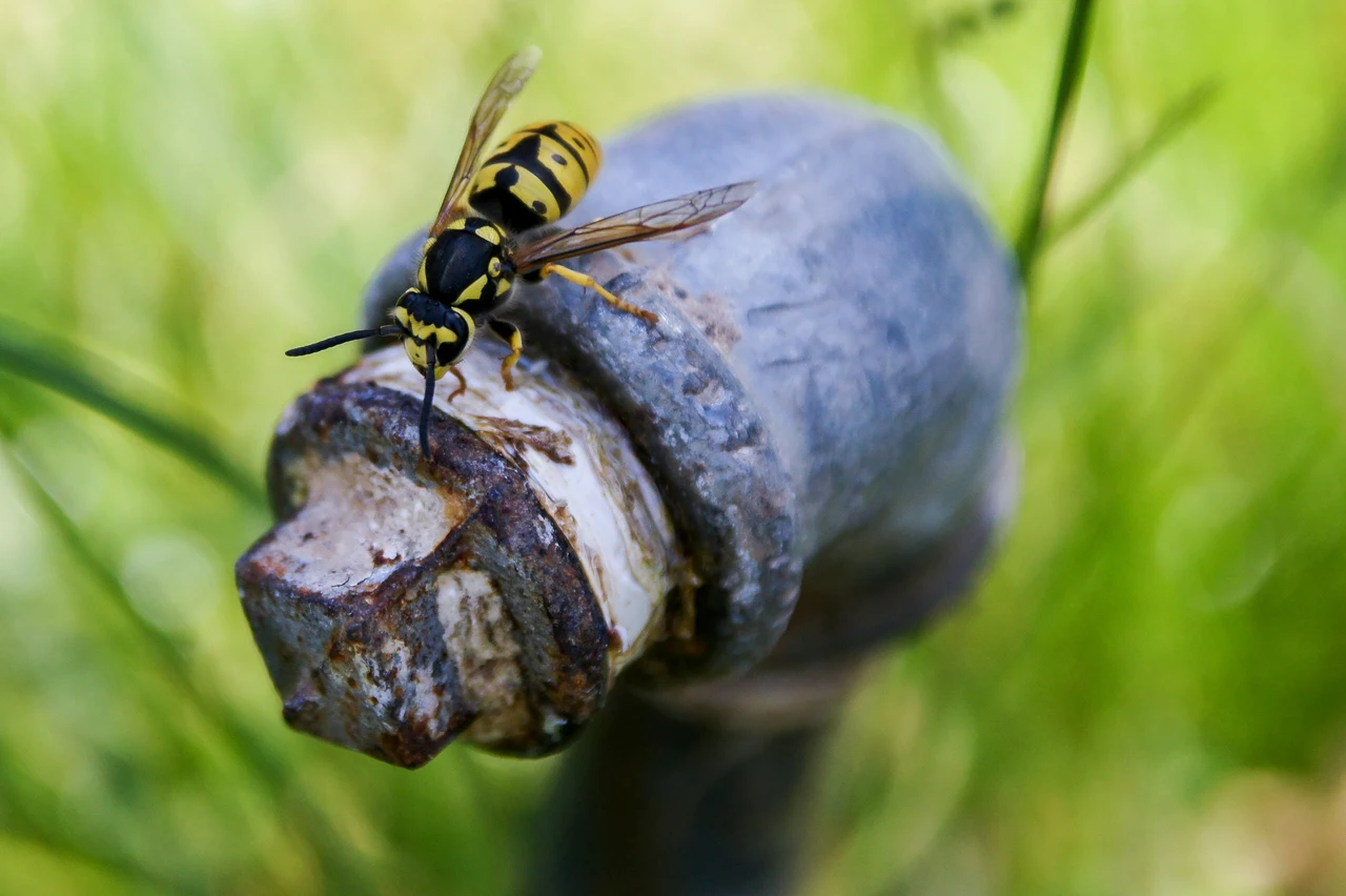 Allerta bisce nei vasi da esterno: dove si nascondono e come tenerle lontane Allerta bisce nei vasi da esterno: dove si nascondono e come tenerle lontane
