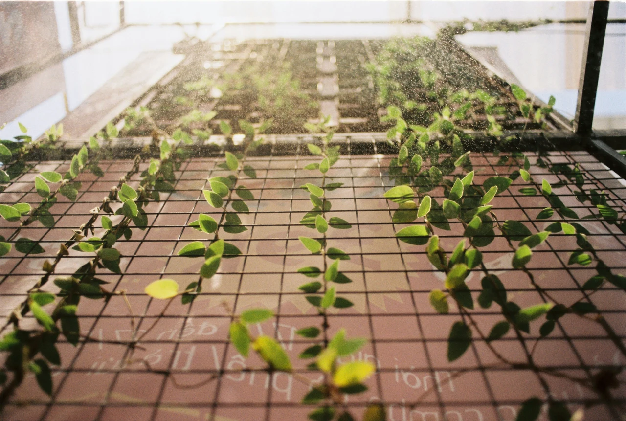 Come salvare le piante dal caldo estremo: il trucco che usano nei giardini botanici Come salvare le piante dal caldo estremo: il trucco che usano nei giardini botanici
