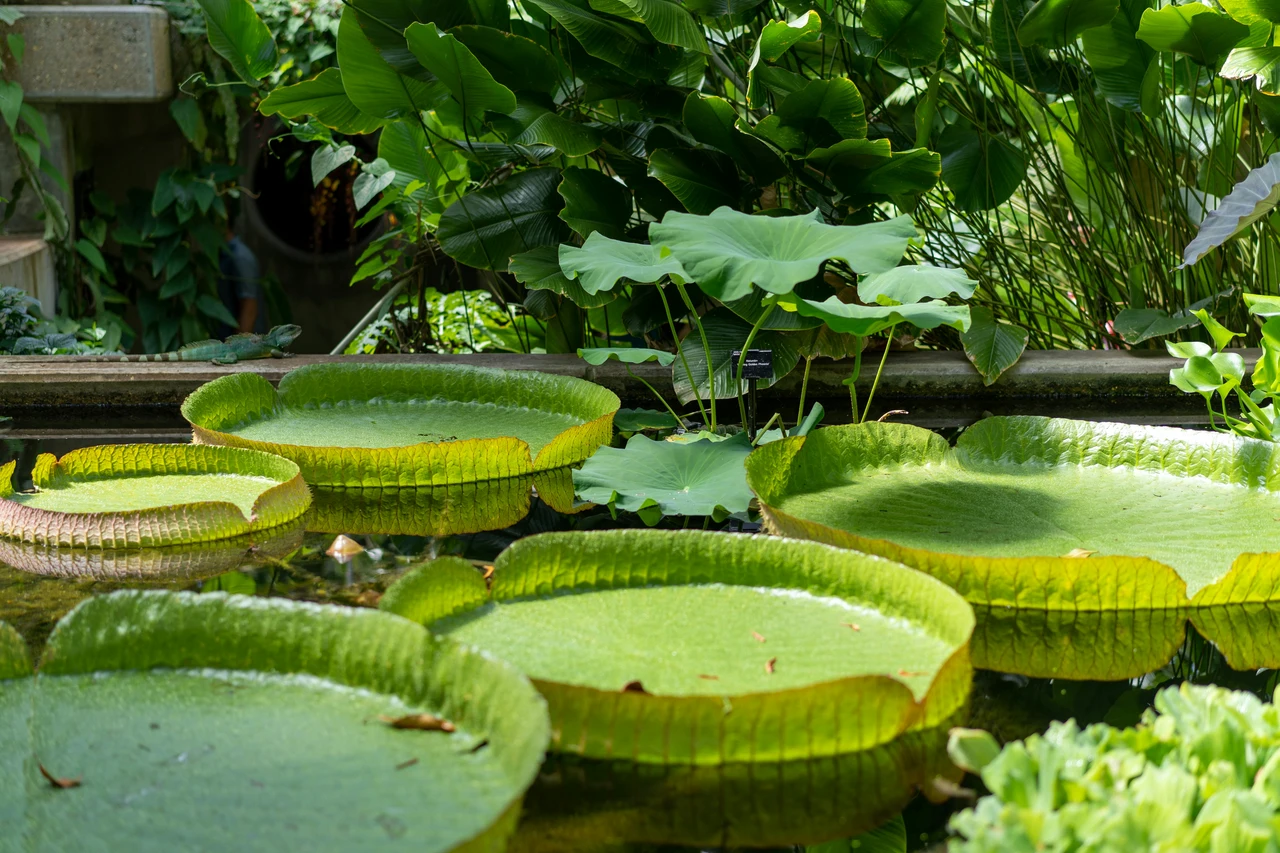 Come salvare le piante dal caldo estremo: il trucco che usano nei giardini botanici Come salvare le piante dal caldo estremo: il trucco che usano nei giardini botanici