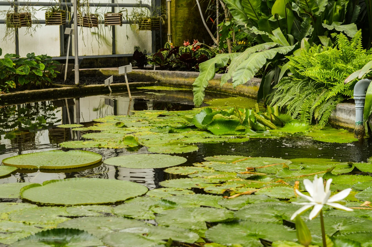 Come salvare le piante dal caldo estremo: il trucco che usano nei giardini botanici Come salvare le piante dal caldo estremo: il trucco che usano nei giardini botanici