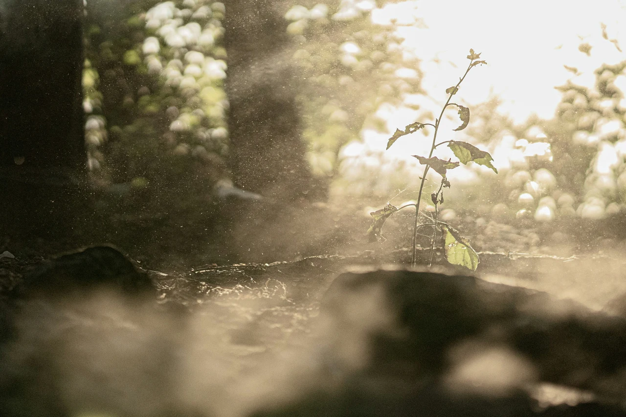Come salvare le piante dal caldo estremo: il trucco che usano nei giardini botanici Come salvare le piante dal caldo estremo: il trucco che usano nei giardini botanici