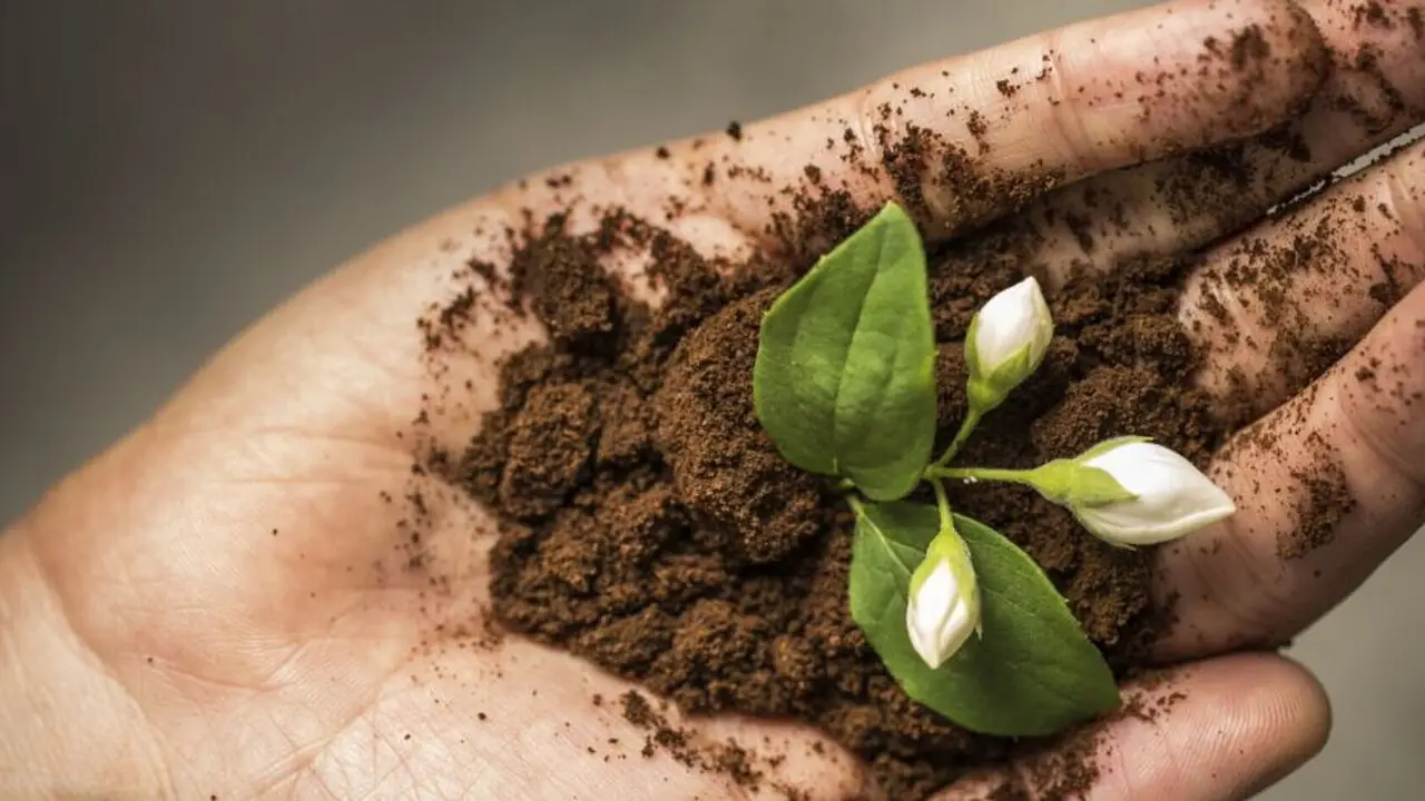 Fondi di caffè e piante da fiore: ecco dove funzionano davvero Fondi di caffè e piante da fiore: ecco dove funzionano davvero
