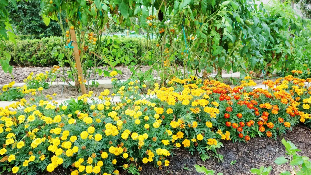 Fondi di caffè e piante da fiore: ecco dove funzionano davvero Fondi di caffè e piante da fiore: ecco dove funzionano davvero