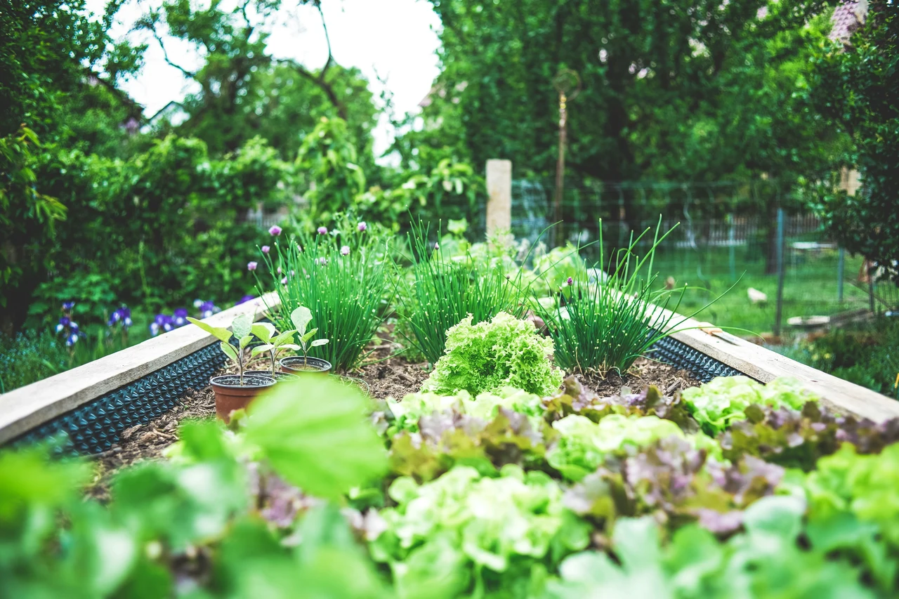 Come evitare che le bisce entrino in giardino: il posizionamento corretto delle piante Come evitare che le bisce entrino in giardino: il posizionamento corretto delle piante