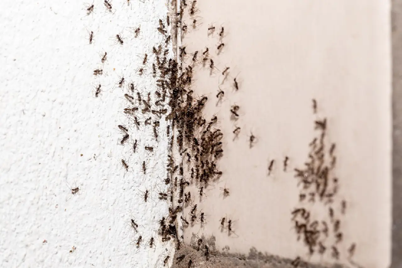 Insetti tra le pareti: quale oggetto naturale può allontanarli dal tuo soggiorno Insetti tra le pareti: quale oggetto naturale può allontanarli dal tuo soggiorno
