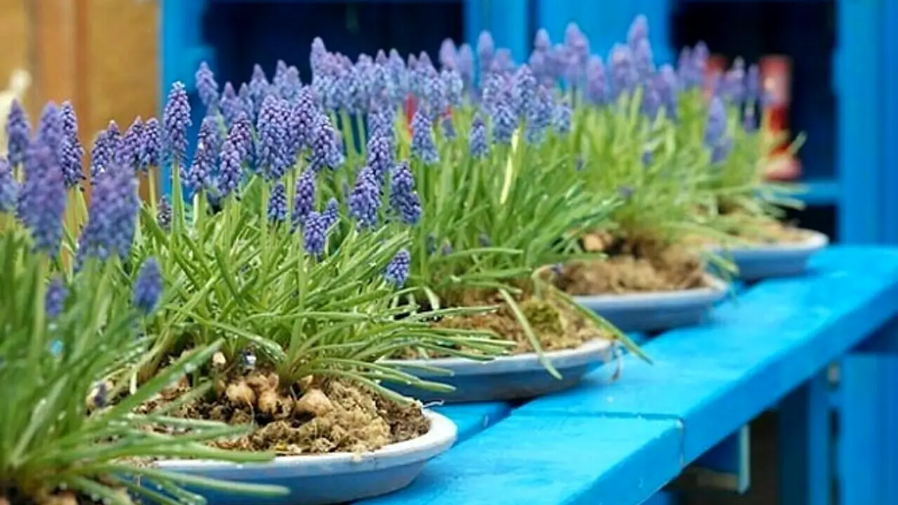 Acqua stagnante nei sottovasi: il trucco semplice per evitare cattivi odori Acqua stagnante nei sottovasi: il trucco semplice per evitare cattivi odori