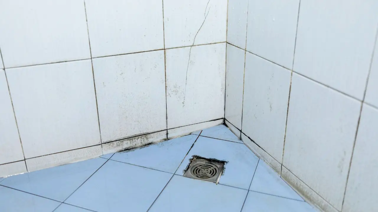 Muffa nel bagno dopo la doccia: il rimedio naturale che protegge le piastrelle Muffa nel bagno dopo la doccia: il rimedio naturale che protegge le piastrelle