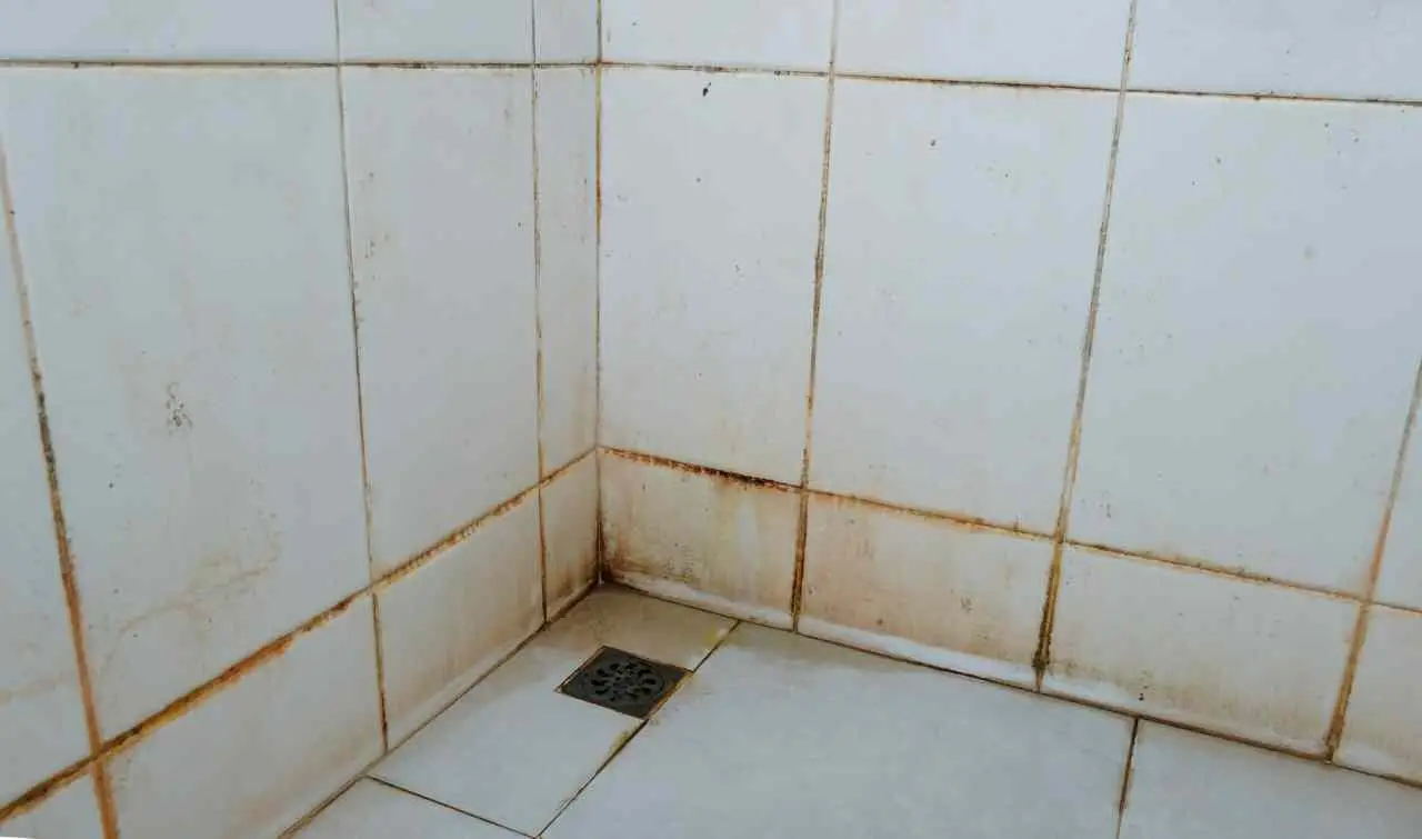 Muffa nel bagno dopo la doccia: il rimedio naturale che protegge le piastrelle Muffa nel bagno dopo la doccia: il rimedio naturale che protegge le piastrelle