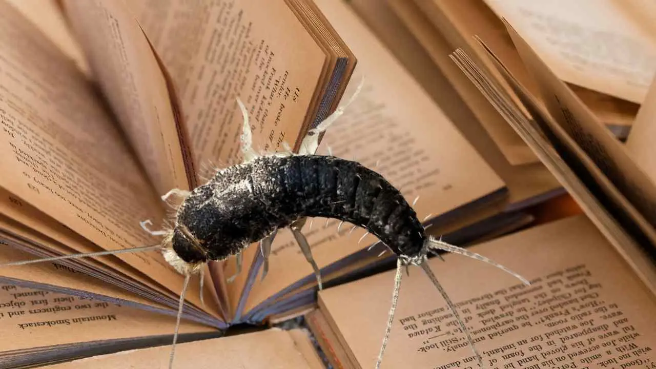 Insetti alati tra i libri? Un ingrediente da dispensa elimina il problema senza odori Insetti alati tra i libri? Un ingrediente da dispensa elimina il problema senza odori