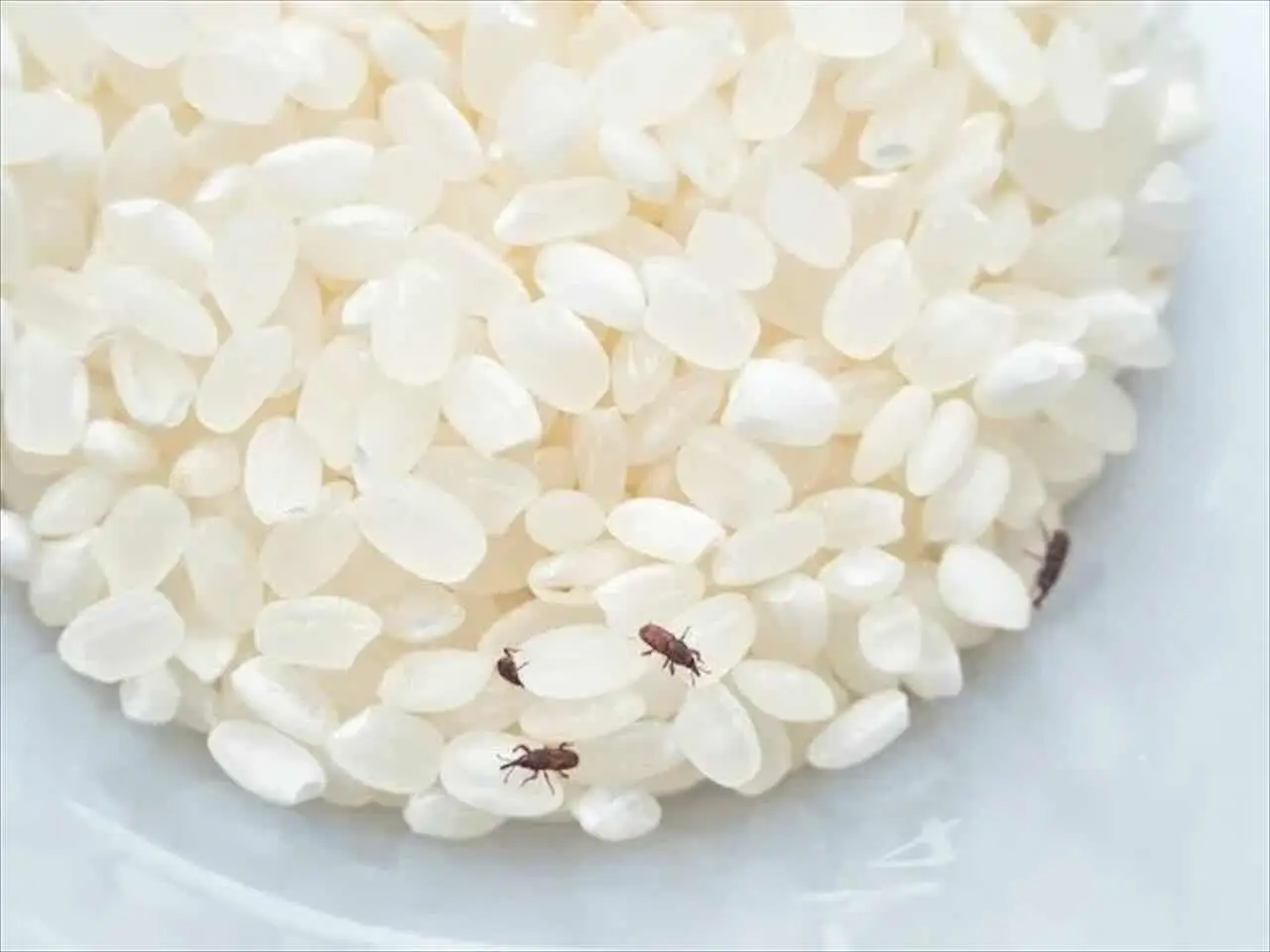 Insetti alati tra i libri? Un ingrediente da dispensa elimina il problema senza odori Insetti alati tra i libri? Un ingrediente da dispensa elimina il problema senza odori