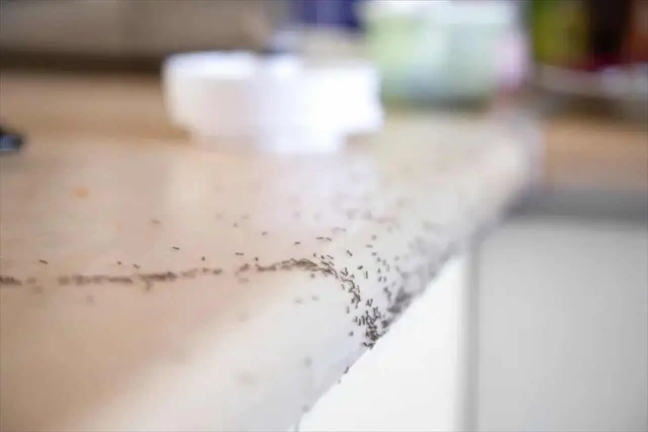 Scopri subito il trucco naturale per eliminare le formiche dalla cucina in un’ora Scopri subito il trucco naturale per eliminare le formiche dalla cucina in un’ora