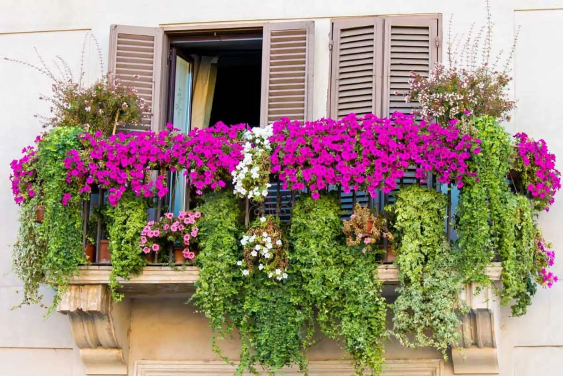 Vuoi rendere il balcone a prova di zanzare? Ecco la pianta che funziona davvero Vuoi rendere il balcone a prova di zanzare? Ecco la pianta che funziona davvero