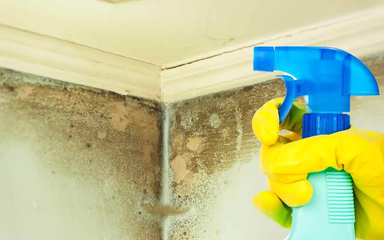 Rimedi veloci contro la muffa nei bagni umidi: azione immediata e aria più pulita Rimedi veloci contro la muffa nei bagni umidi: azione immediata e aria più pulita