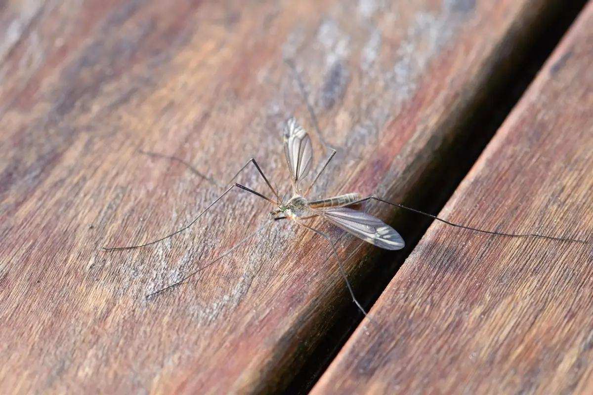 Temi l’ingresso di insetti in estate? Ecco tre semplici azioni preventive da attuare oggi Temi l’ingresso di insetti in estate? Ecco tre semplici azioni preventive da attuare oggi