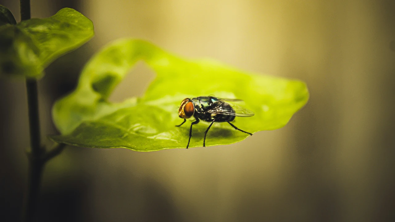 Temi l’ingresso di insetti in estate? Ecco tre semplici azioni preventive da attuare oggi Temi l’ingresso di insetti in estate? Ecco tre semplici azioni preventive da attuare oggi
