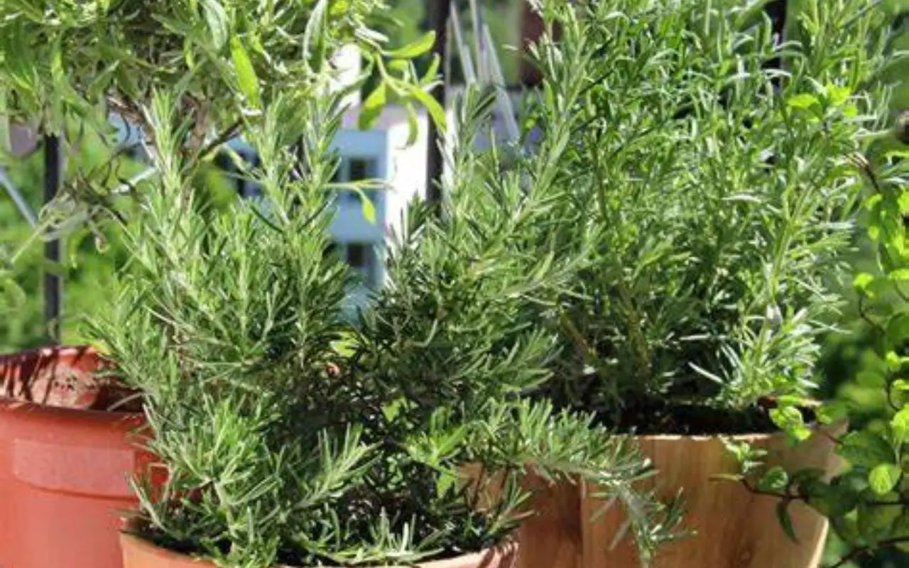 Scopri il semplice ingrediente naturale per tenere lontane le formiche dal balcone Scopri il semplice ingrediente naturale per tenere lontane le formiche dal balcone