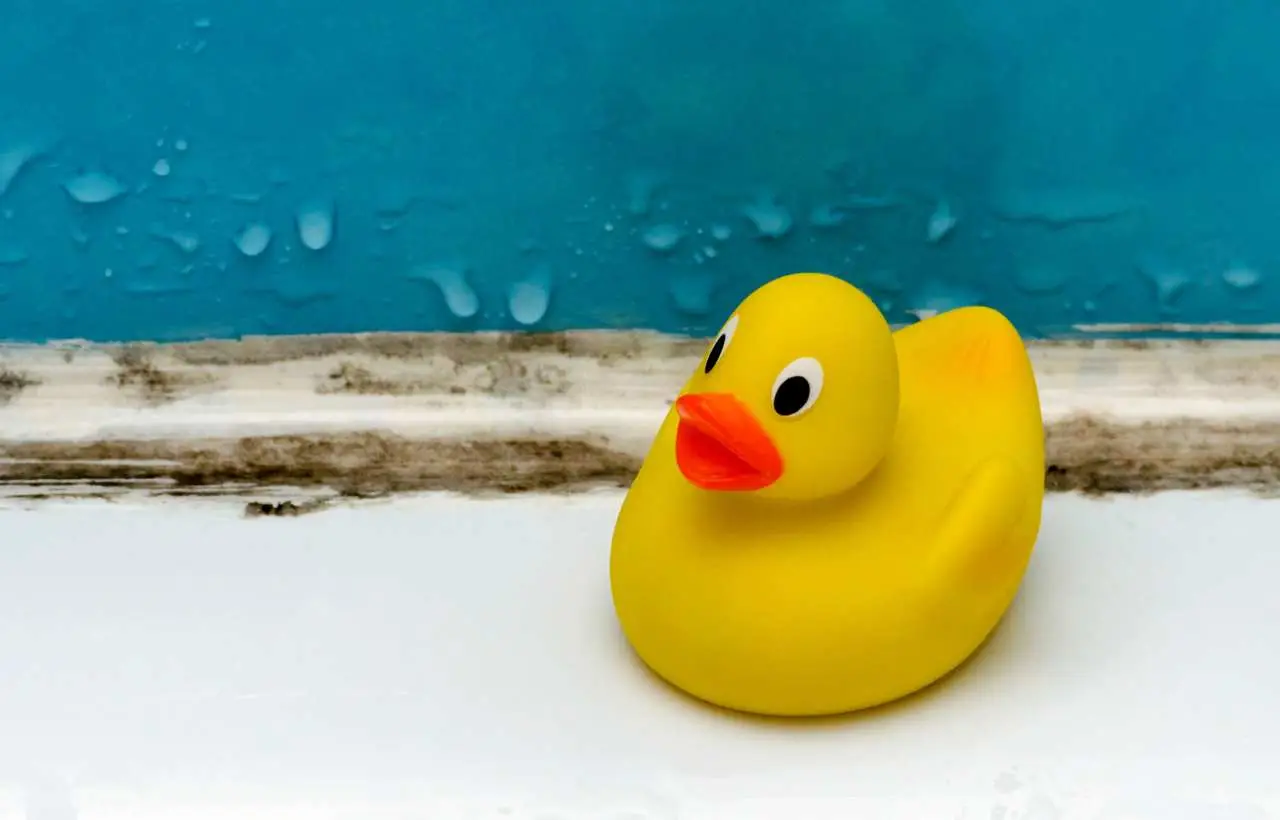 Attenzione a questi oggetti in bagno: possono favorire muffa e cattivi odori Attenzione a questi oggetti in bagno: possono favorire muffa e cattivi odori