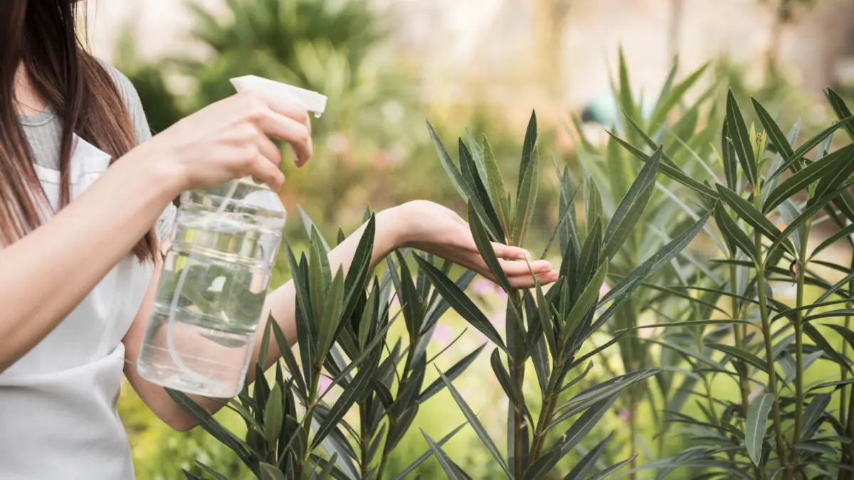 Crea uno spray casalingo anti-acaro con ingredienti naturali: risparmia e proteggi la casa Crea uno spray casalingo anti-acaro con ingredienti naturali: risparmia e proteggi la casa