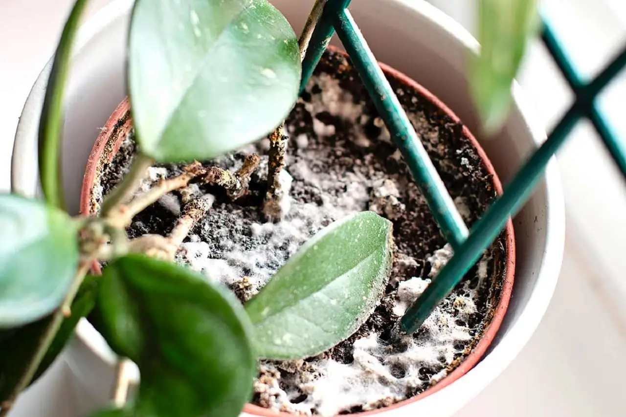 Previeni muffe nei vasi delle piante con un rimedio economico trovato in cucina Previeni muffe nei vasi delle piante con un rimedio economico trovato in cucina