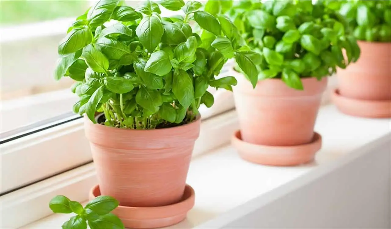 Previeni muffe nei vasi delle piante con un rimedio economico trovato in cucina Previeni muffe nei vasi delle piante con un rimedio economico trovato in cucina
