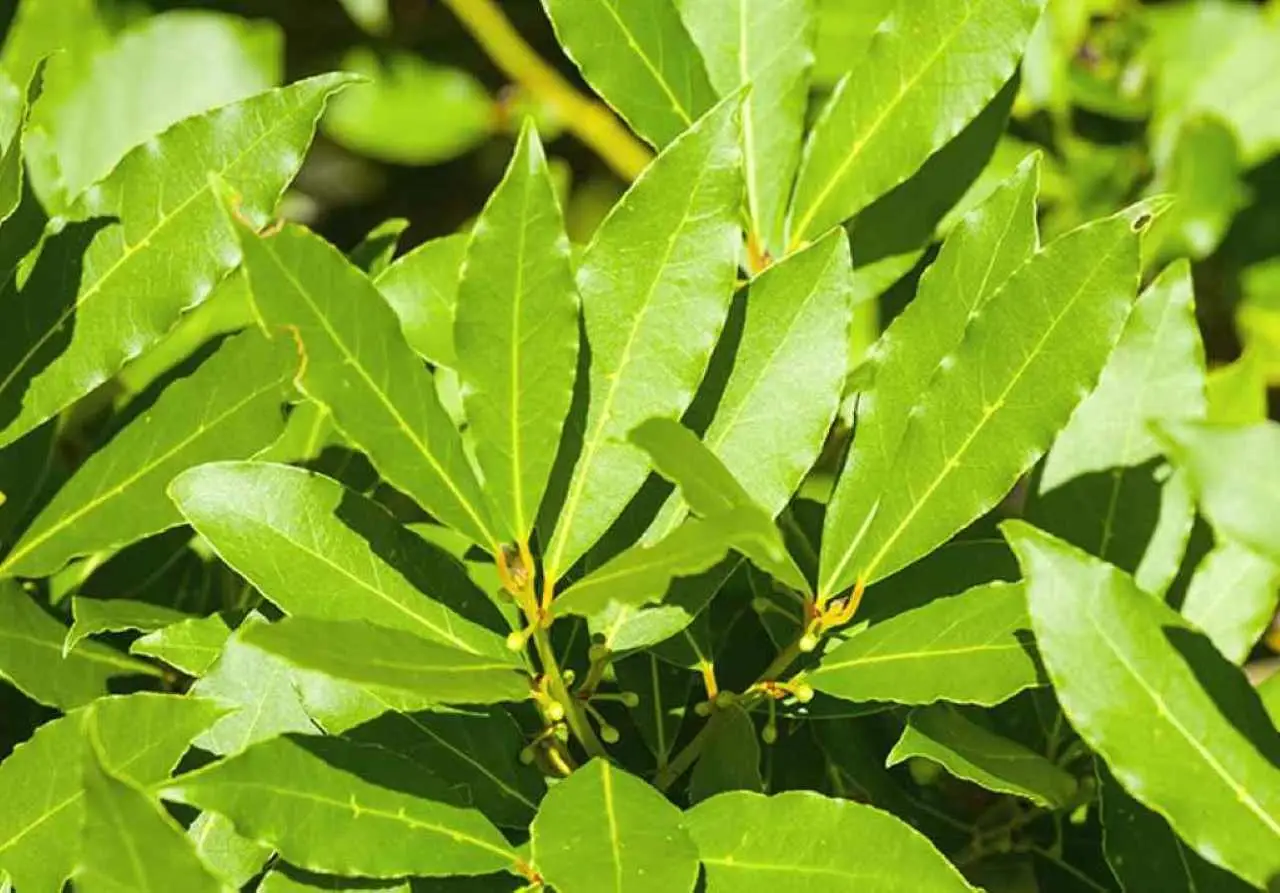 Scopri il metodo veloce per allontanare le zanzare con foglie di alloro e limone Scopri il metodo veloce per allontanare le zanzare con foglie di alloro e limone