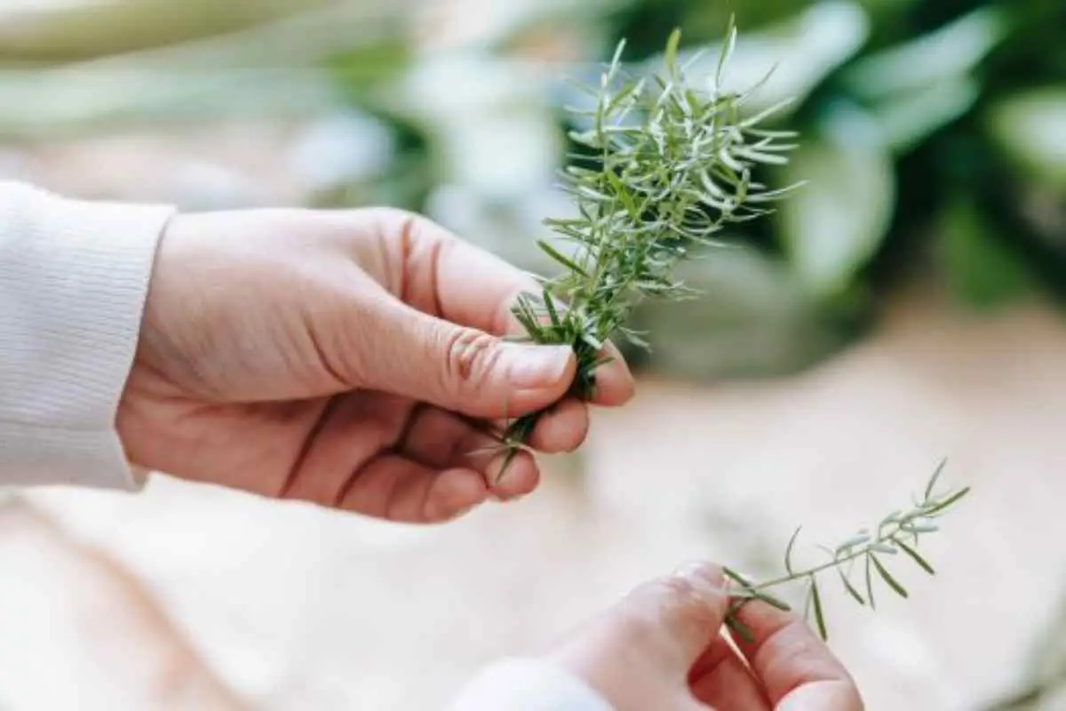 Ottieni un salotto più accogliente usando vaporizzatori fai-da-te con piante aromatiche Ottieni un salotto più accogliente usando vaporizzatori fai-da-te con piante aromatiche