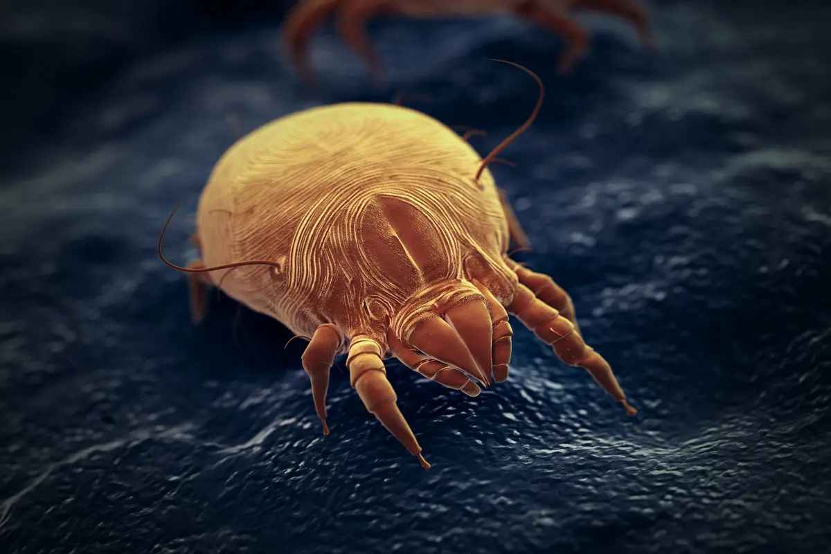 Come prevenire le allergie in casa eliminando gli acari dai tappeti con il vapore Come prevenire le allergie in casa eliminando gli acari dai tappeti con il vapore